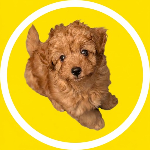Kimi the Cavapoo